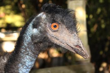 Royalty Free Photo of an Australian Emu