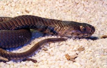 Royalty Free Photo of a South African Black Mamba Snake