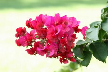 Royalty Free Photo of Red Bougainvillea Flowers