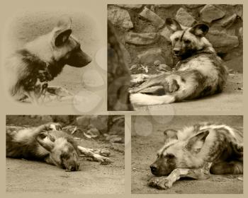 Royalty Free Photo of a Collage of an African Wild Dog