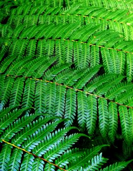 Royalty Free Photo of Fern Leaves