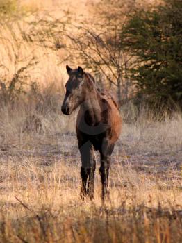 Royalty Free Photo of a Young Foal