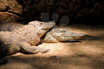 Royalty Free Photo of Two Crocodiles Resting