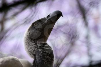 Royalty Free Photo of a Close-up of African White Backed Vulture 