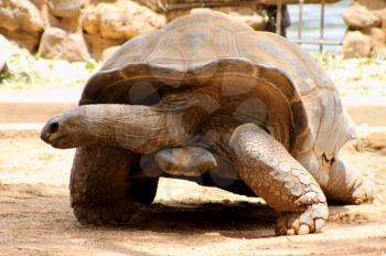 Royalty Free Photo of a South African Berg Tortoise
