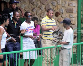 Royalty Free Photo of a Rock Python Being Displayed to People