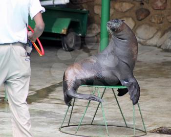 Royalty Free Photo of a Seal Looking at Handler for Next Instruction