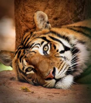 Royalty Free Photo of a Tiger