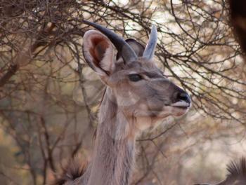 Royalty Free Photo of a Young Kudu Bull