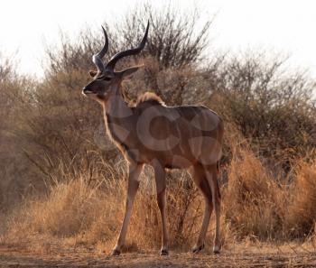 Royalty Free Photo of a Kudu Bull