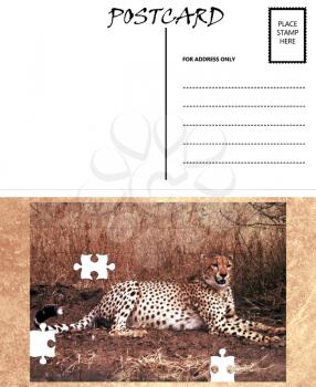 Royalty Free Photo of a Postcard Template With a Cheetah
