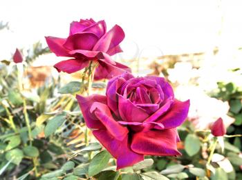 Royalty Free Photo of Roses