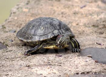 Royalty Free Photo of a Red Eared Slider Turtle