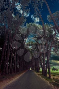 Royalty Free Photo of a Road Between Trees
