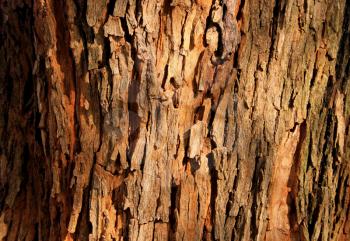 Royalty Free Photo of a Red Brown Tree Bark Background