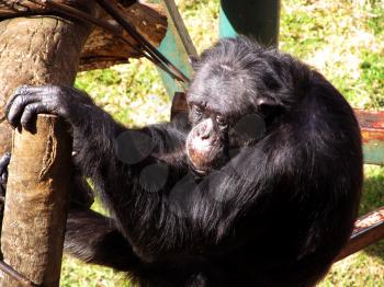 Royalty Free Photo of a Chimpanzee at a Zoo