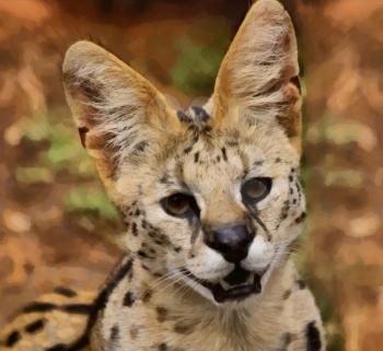Royalty Free Photo of a  Painting of a Serval African Wild Cat