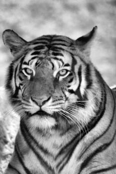 Royalty Free Photo of a Tiger