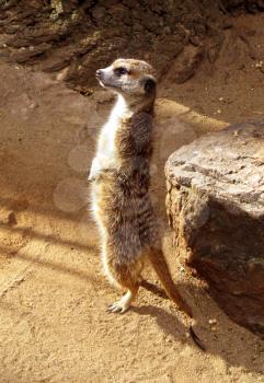 Royalty Free Photo of a Southern African Meerkat 