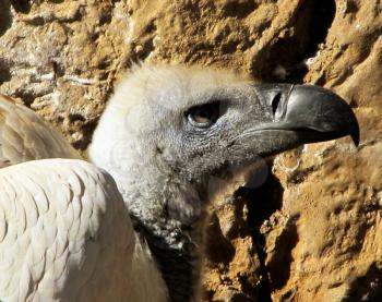 Royalty Free Photo of a Close-up of African White Backed Vulture 