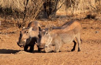 Royalty Free Photo of Two Warthogs Eating