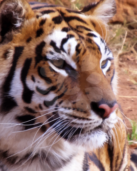 Close-up of Tiger face with soft expression Vector