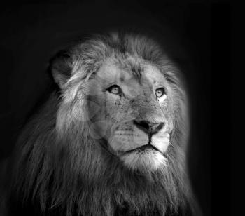 Black and White Isolated Lion Face Portrait