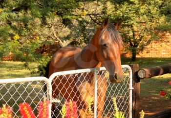 Large Brown Pony with Head Over Closed Gate