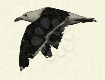 Black and White Seagull Drawing with Sepia Tone