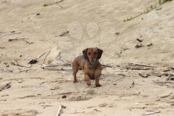 Picture of Miniature Dachshund Standing in Antisipation on Beach