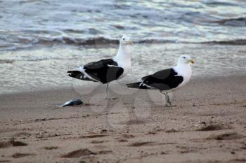 Picture of Two Seagulls Guarding Its Food