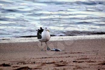 Picture of Seagull Guarding Fish on Beach