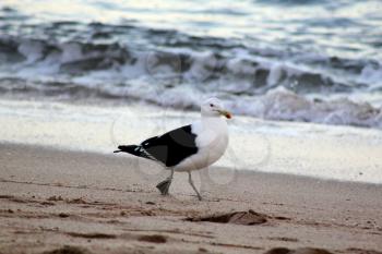Picture of Seagull Patrolling Down Beachfront Searching for Food