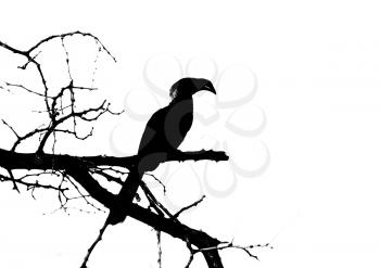 Royalty Free Clipart Image of a Hornbill Bird in a Tree