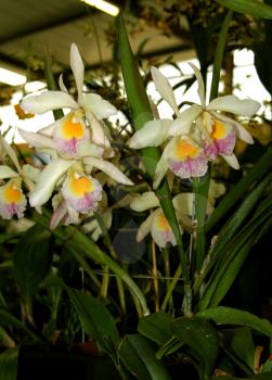 Colorful Orchid Species White Pink Purple Yellow Brassolaeliocattleya Plinlimmon Picture