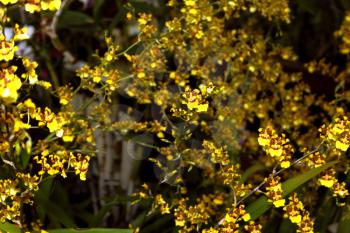 Colorful Orchid Species Oncidium Golden Anniversary Bright Yellow and Brown Picture