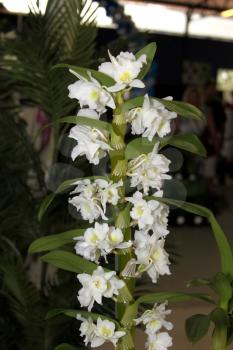 Colorful Orchid Species Satyrium cristatum var longilabiatum Plain Bright White Picture