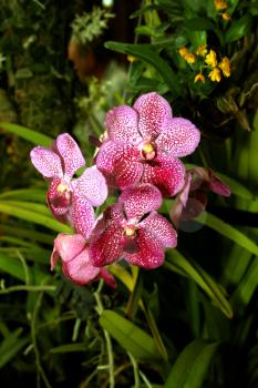 Colorful Orchid Species Vanda Brightons Ruby Jewel Bright Spotted Purple and White Picture