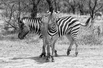 Black and White Picture of Two healthy beautiful Zebras Standing in T-Shape