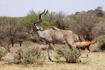 Large Kudu Bull Walking in a Nature Conservation Area