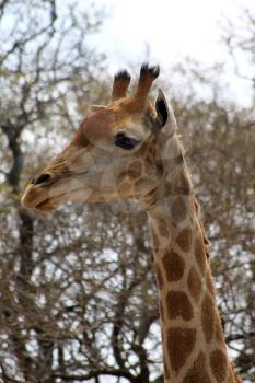 Side Profile Picture of the Head of a Large Grown Giraffe