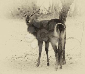 Sepia Toned Picture of an Alert Waterbuck Looking Backwards Listening Carefully to Every Sound