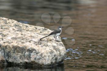 Little Wagtail Bird Standing a on Rock in a River