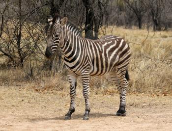 Beautiful, healthy Zebra standing proud in the South African Bushveld