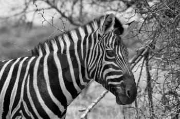 Beautiful, healthy Zebra standing proud in the South African Bushveld. Black and White head side profile picture.