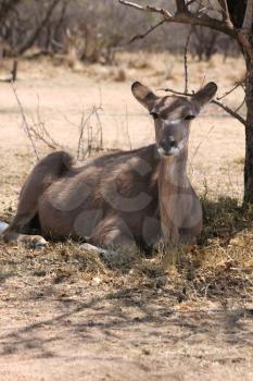 Kudu Cow taking cover against the South African Sun under a Bushvelt Tree