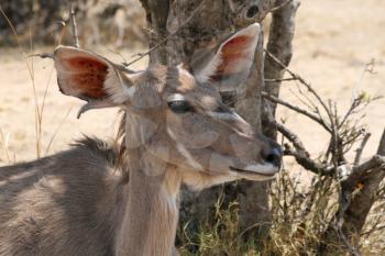 Kudu Cow Listening with One Ear Turned Forward one Ear Back