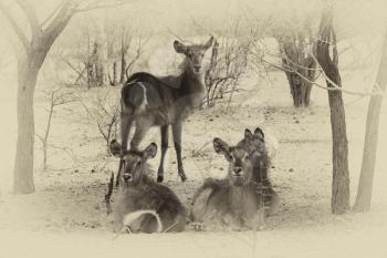 Sepia Toned Picture of Herd of Alert Waterbuck Listening  Carefully from Under Bushveld Trees