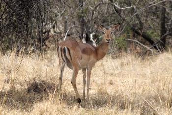 Alert Impala Ewe walking through Bushveld Grass Stopped to Listen
