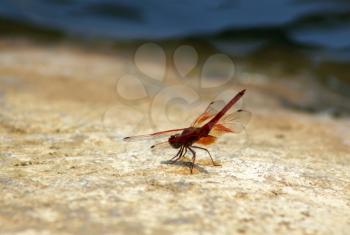 Red dragonfly sitting on a Rock next to a River